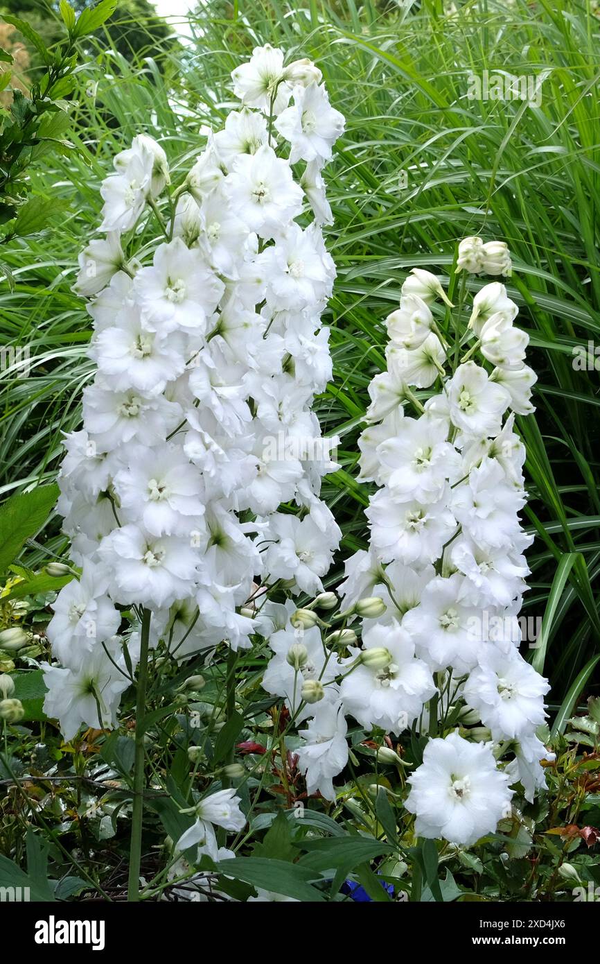 White Delphinium ‘Jill Curley’ or Candle Larkspur, in flower. Stock Photo