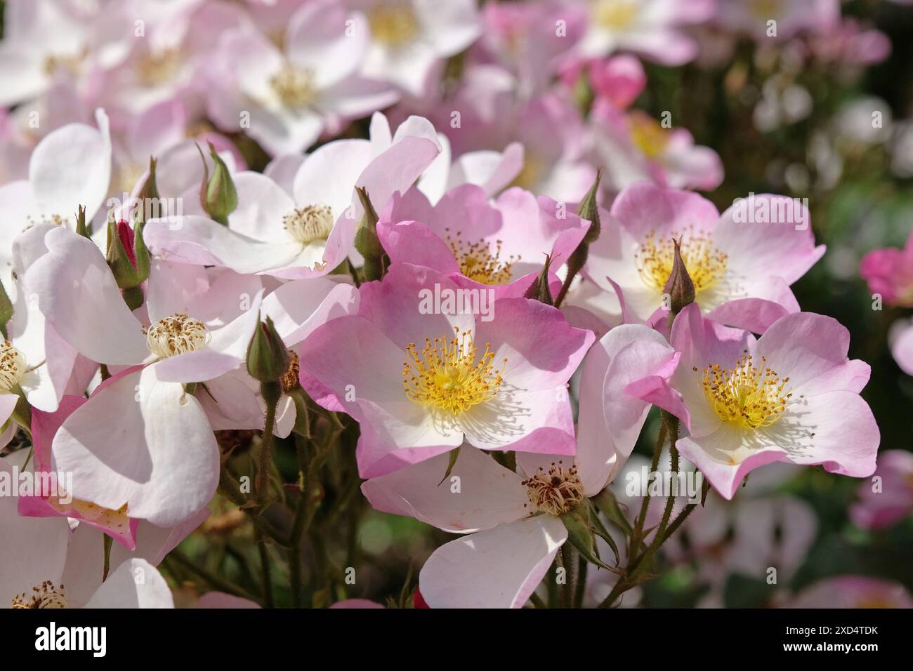 Pink and white shrub rose, rosa ‘Lyda Rose’ in flower Stock Photo - Alamy