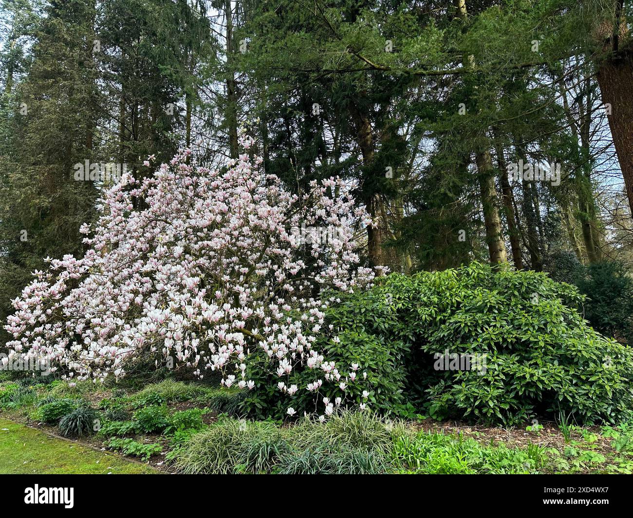 Beautiful Magnolia Shrub With White Flowers Growing Outdoors Stock Beautiful magnolia shrub with white flowers growing outdoors stock