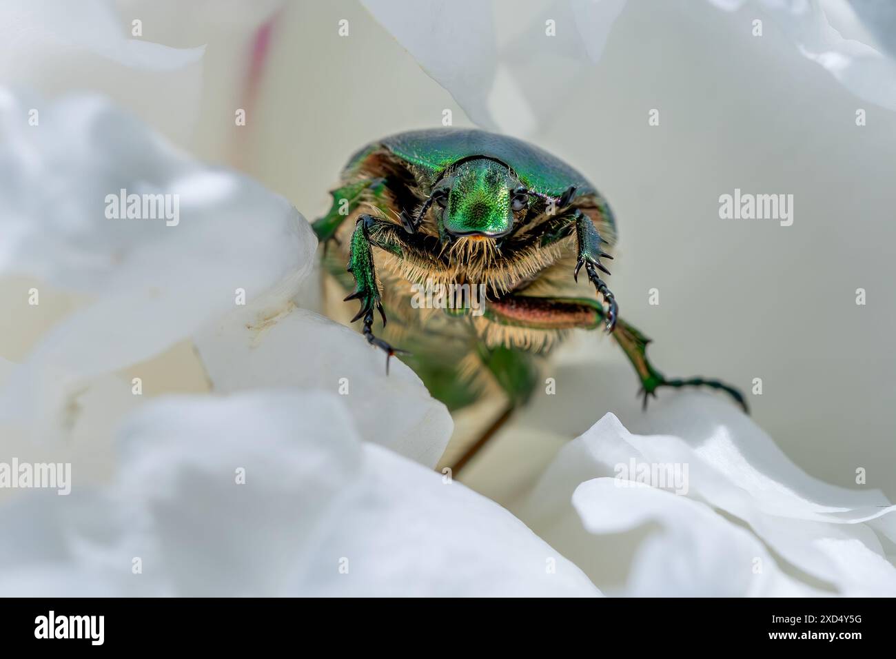 Black rose chafer hi-res stock photography and images - Alamy