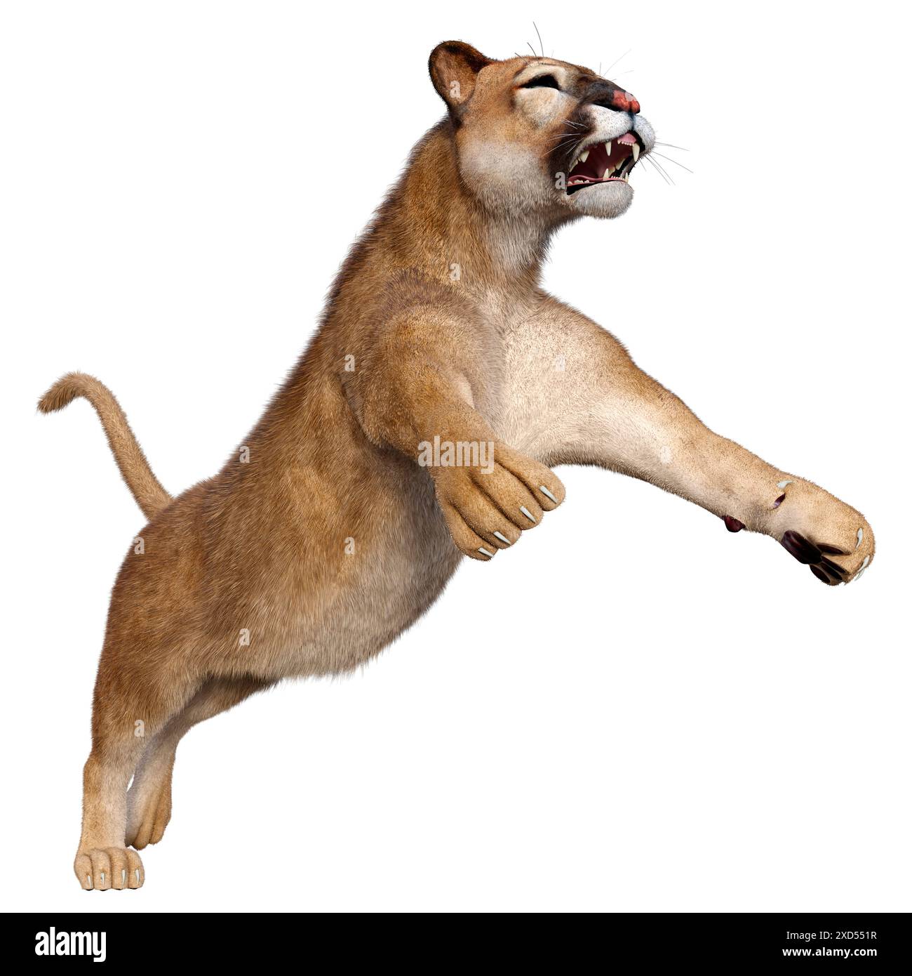 3D rendering of a big cat puma isolated on white background Stock Photo ...