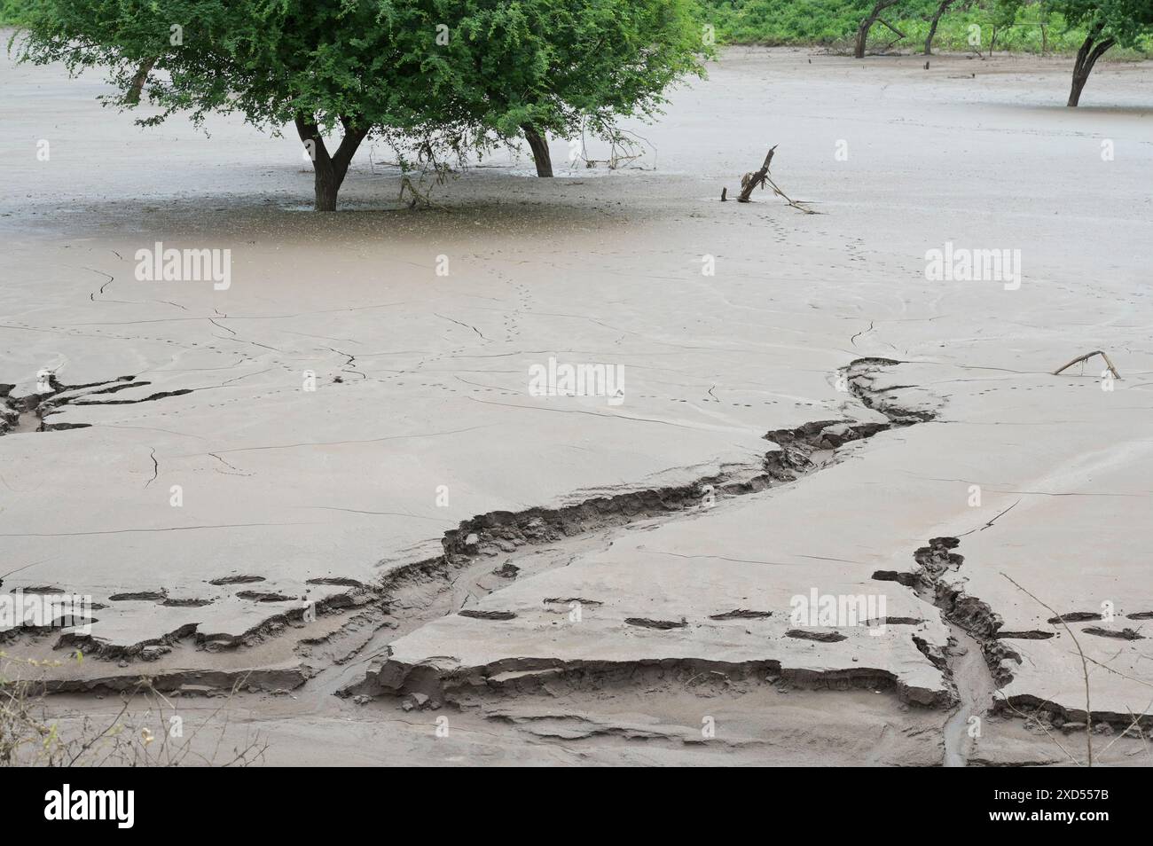 ETHIOPIA, region South Ethiopia, Arguba, flooding after long drought destroys fields with maize / ÄTHIOPIEN, Arguba, zerstörte Mais Felder nach Starkregen und langer Dürre Stock Photo