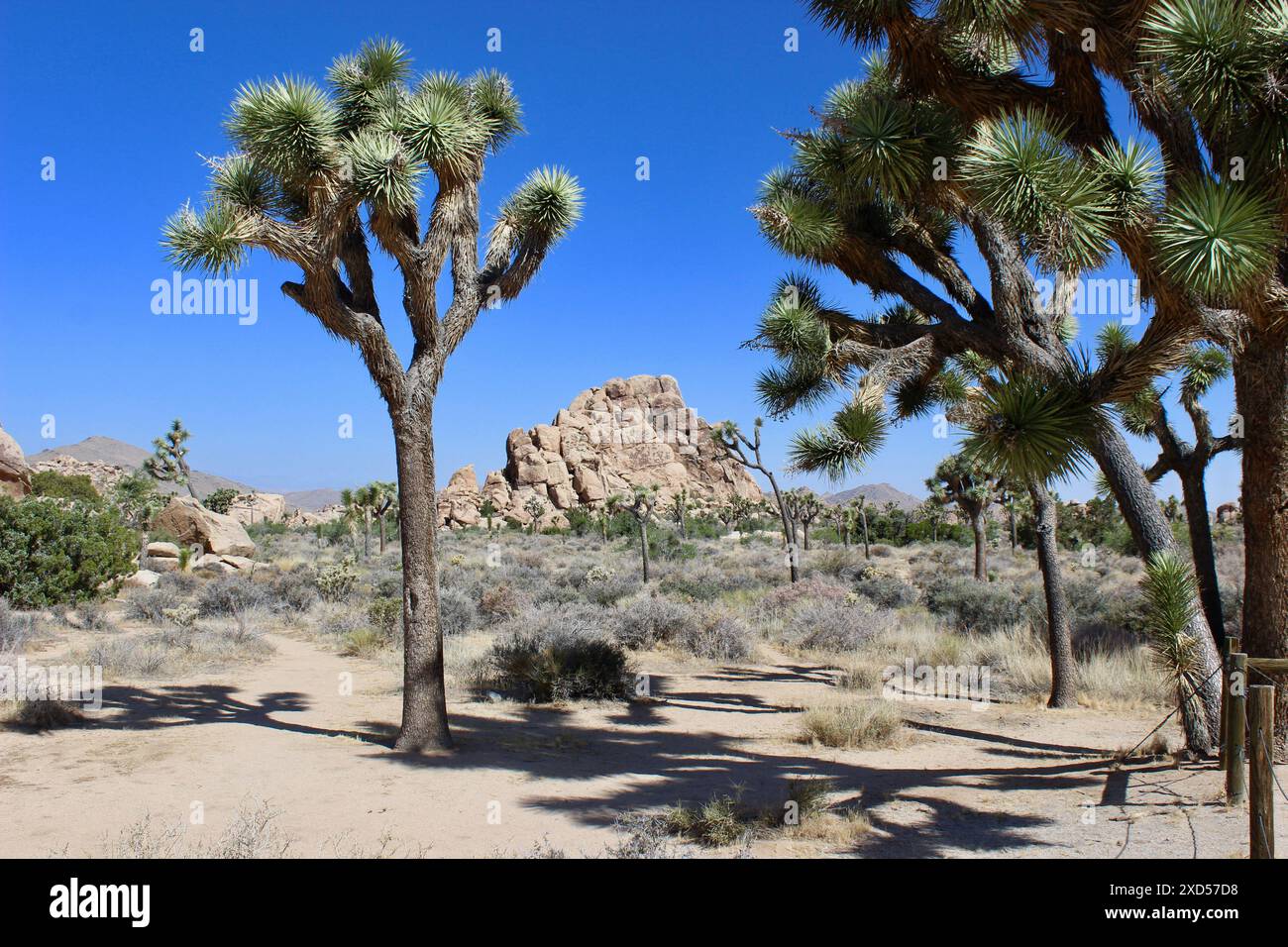 Joshua Trees And Rock Formations Joshua Tree National Park California Joshua Trees And Rock Formations Joshua Tree National Park California