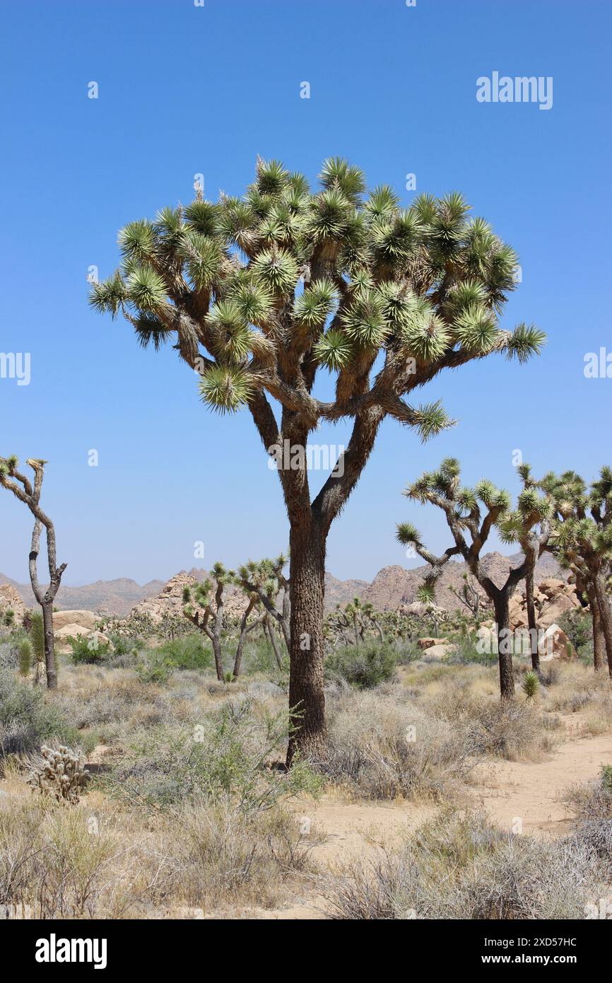 Joshua tree, Joshua Tree National Park, California Stock Photo