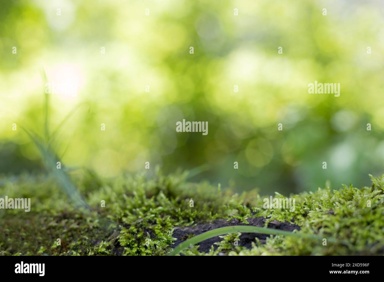 Microcosm with moss hi-res stock photography and images - Alamy