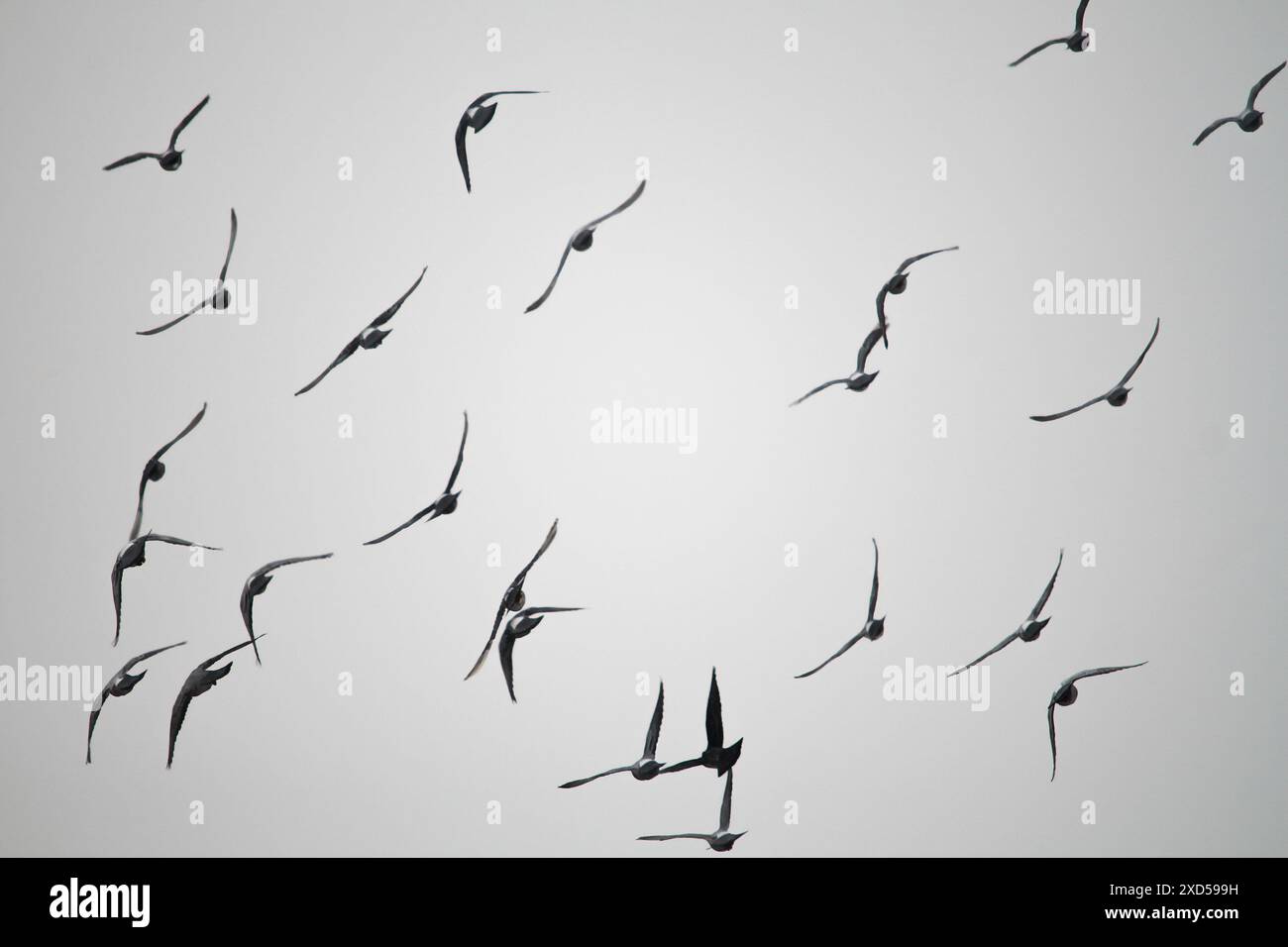 Pigeon Fight Patterns Flight patterns of pigeons captured against a pale sky, a dance of ...