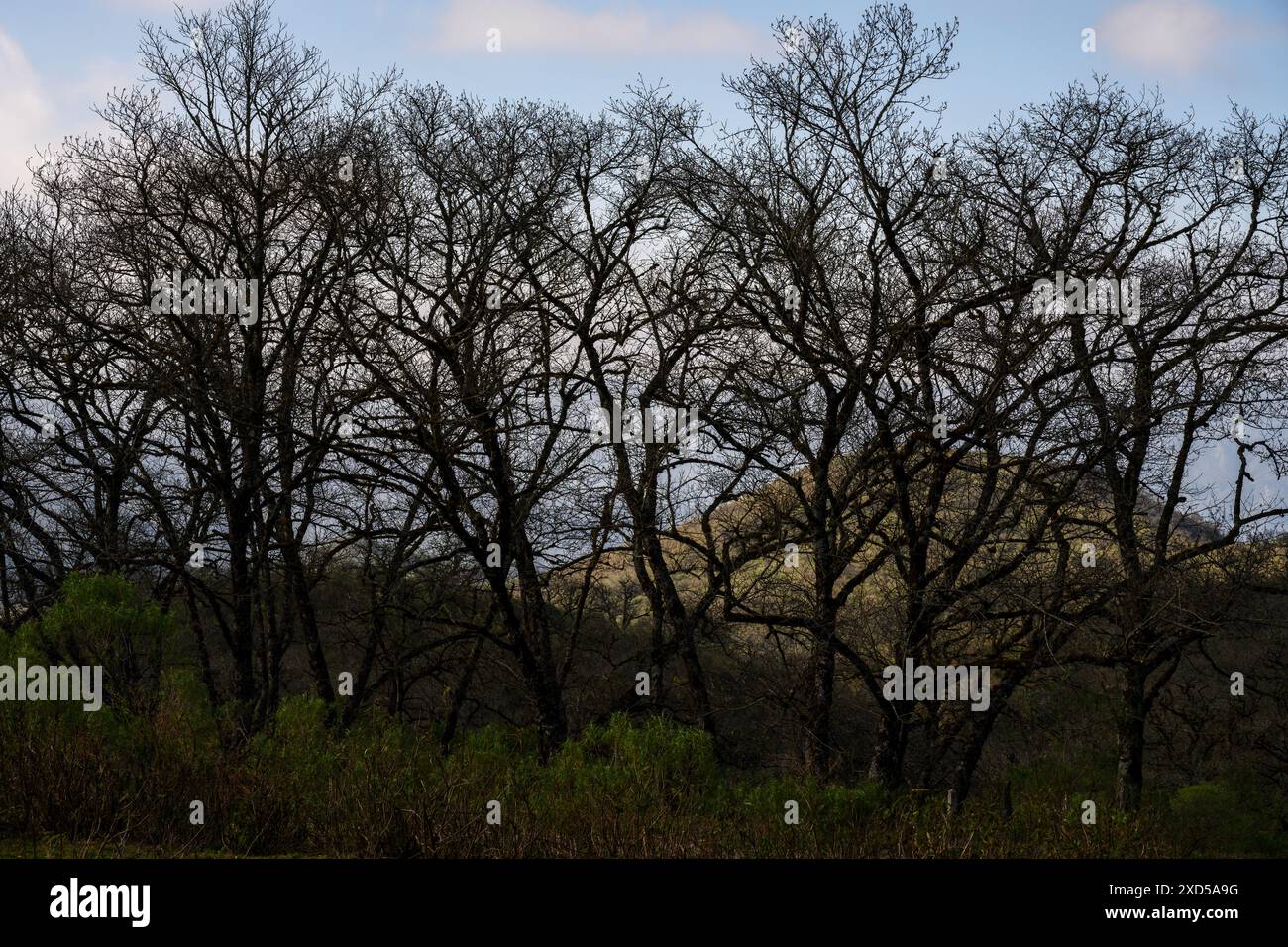 Leafless and leafy trees hi-res stock photography and images - Alamy