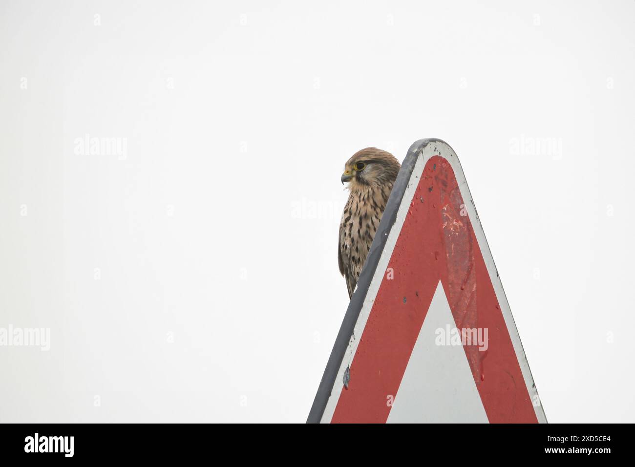 Kestrel perched on road sign, a natural observer in the urban setting. This striking image captures the juxtaposition of wildlife and human symbols, h Stock Photo