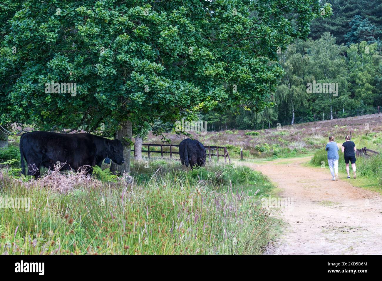 People walking past black Galloway cattle used for conservation grazing at Dersingham Bog nature reserve in Norfolk. Stock Photo