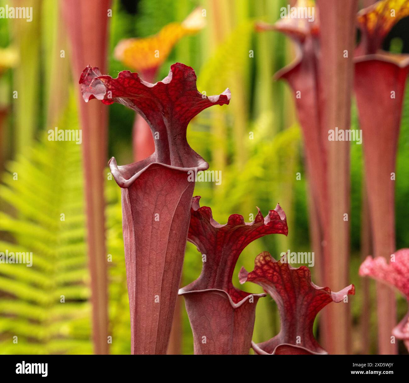 Pitcher plant growing flower hi-res stock photography and images - Alamy