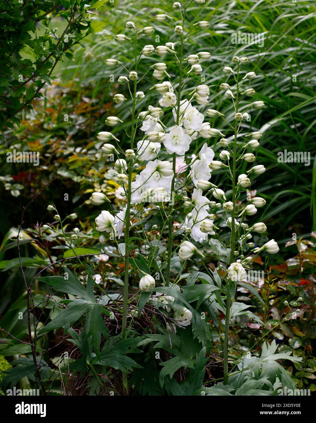 Closeup of the white flower spikes of the herbaceous perennial garden plant delphinium jill curley. Stock Photo