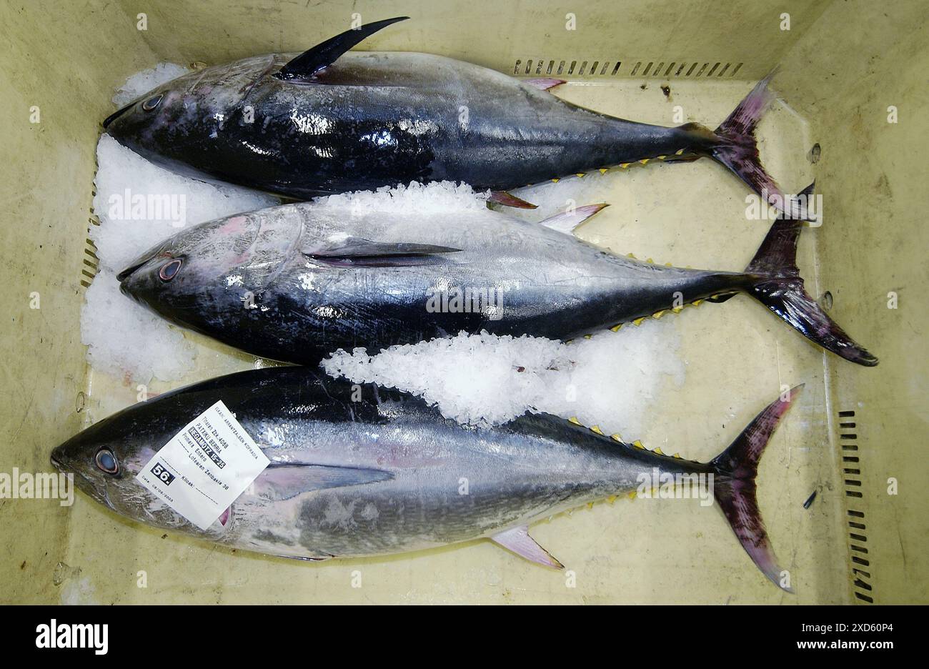 Untamed at the fish market. Getaria. Guipuzcoa. Basque Country. Spain Stock Photo