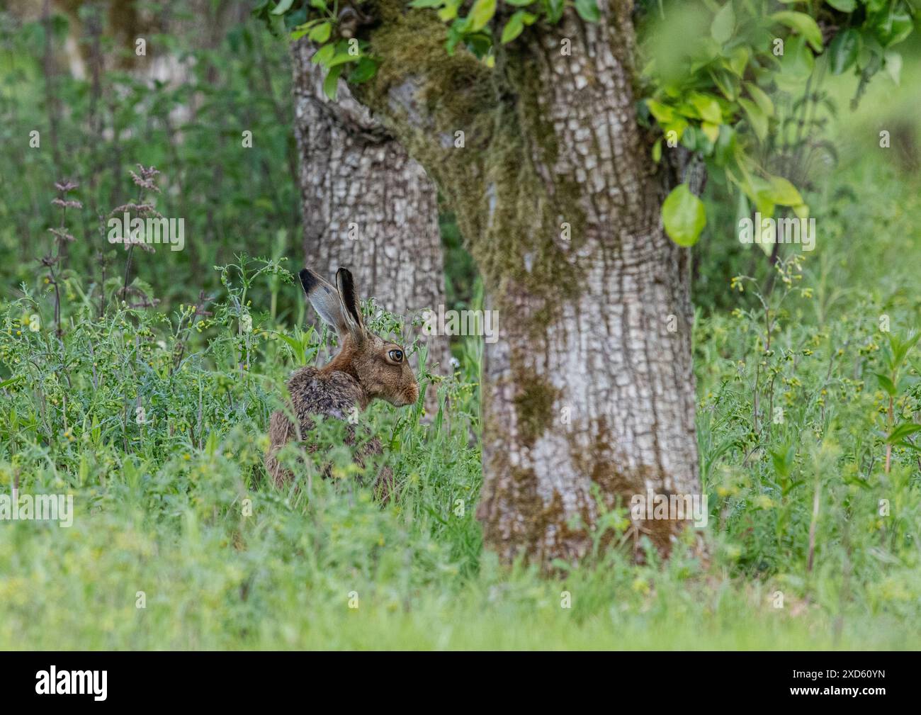 A wise old Brown Hare(Lepus europaeus) relaxing in the sun and nibbling the groundsel under  the ancient pear trees in the farmers orchard. Suffolk UK Stock Photo