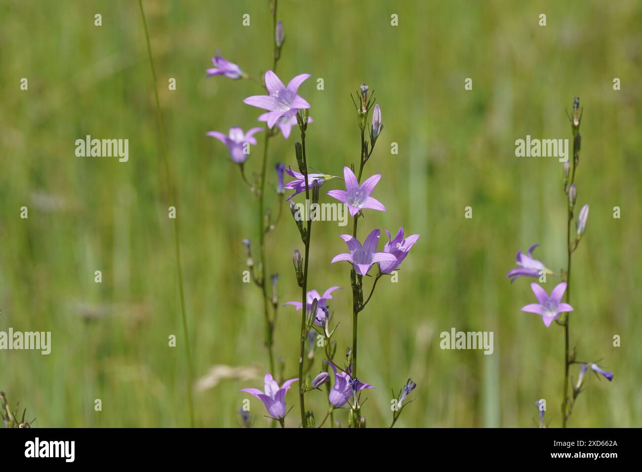 Campanula rapunculus, bellflower, rampion, rover bellflower, rapunzel ...