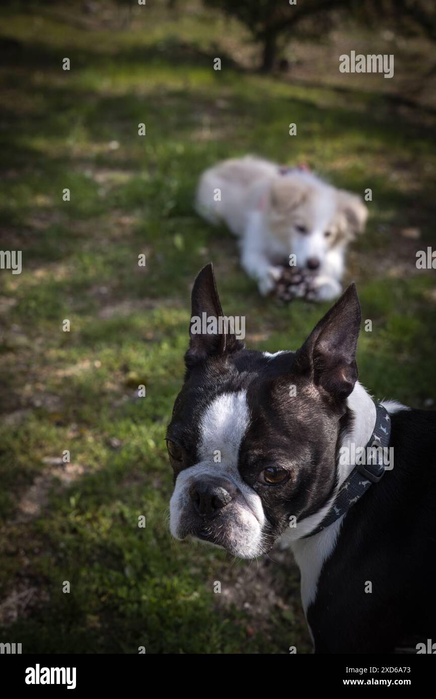 boston terrier dog face in foreground and in background border collie puppy playing with a fir cone in the garden Stock Photo