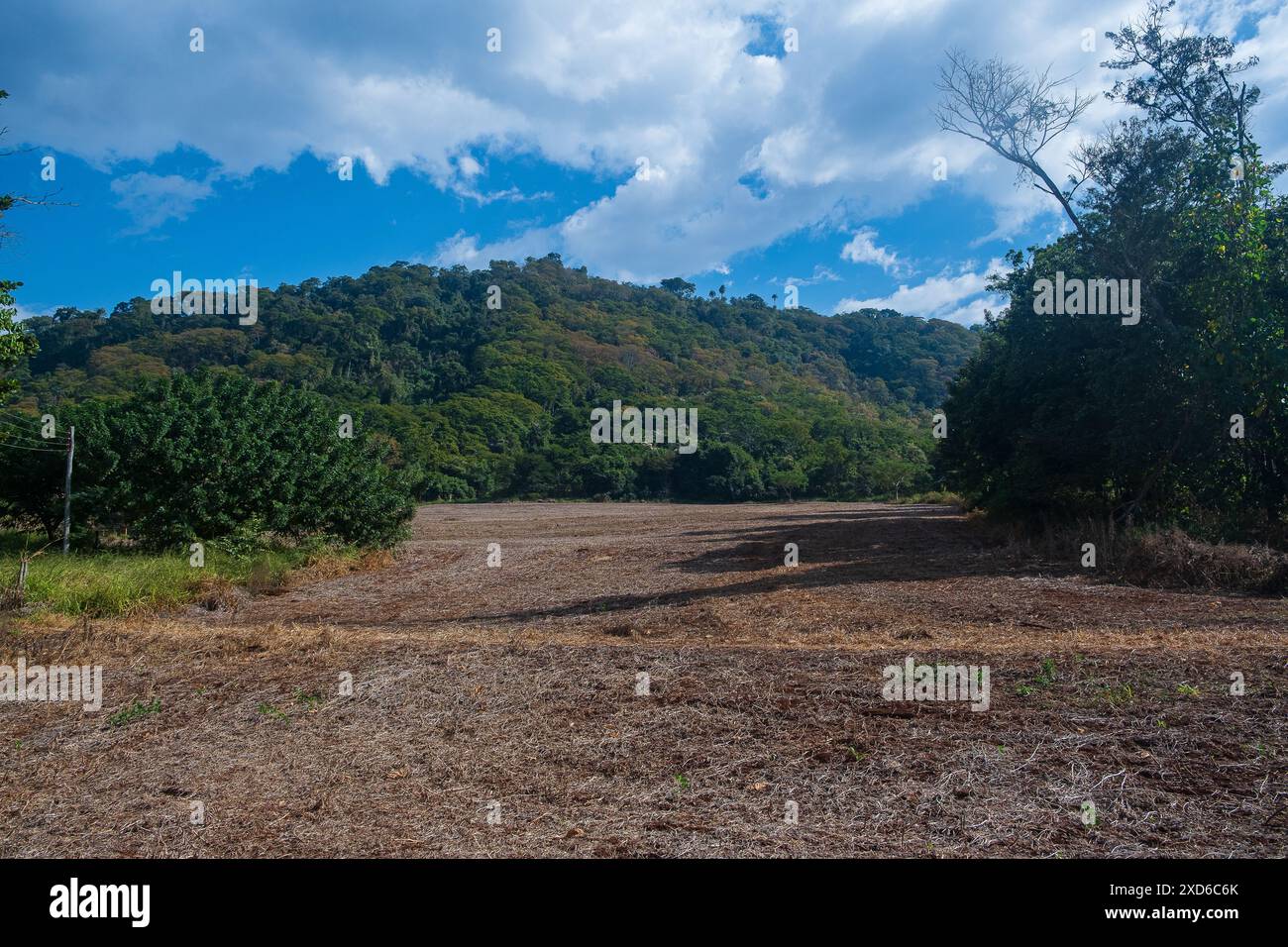 Soybean harvesting brazil hi-res stock photography and images - Alamy