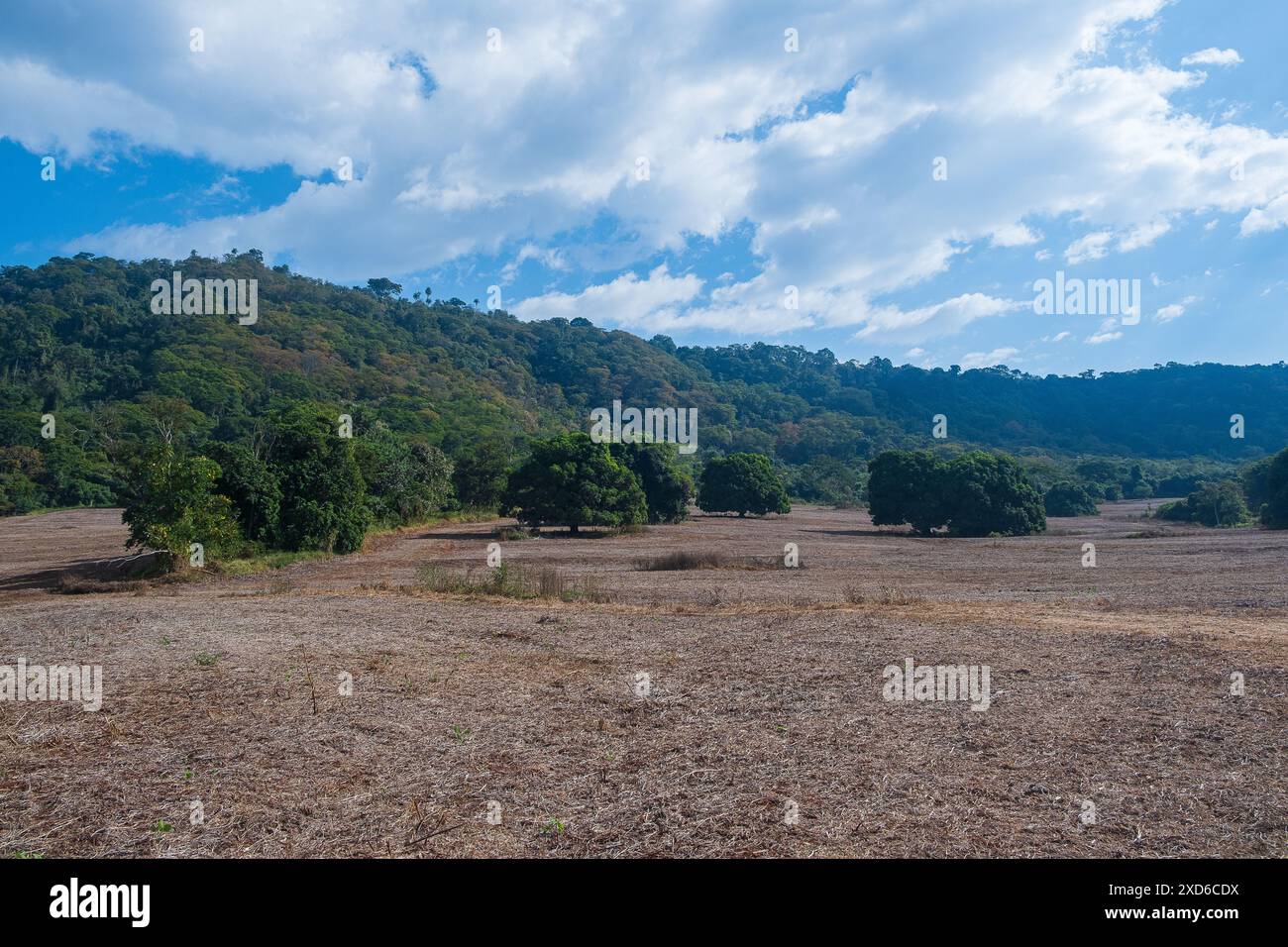 Soybean harvesting brazil hi-res stock photography and images - Alamy