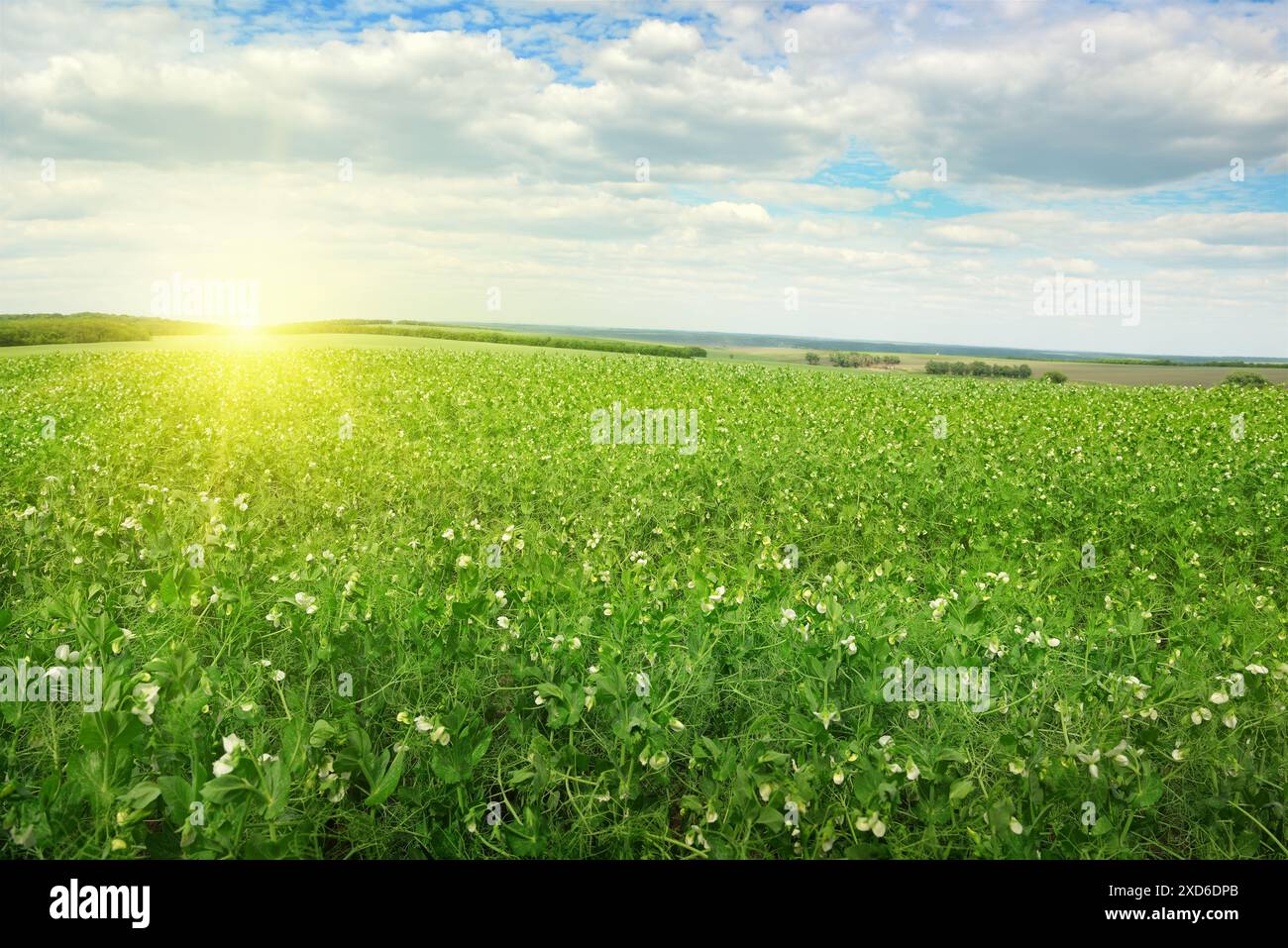 Beautiful sunrise over field pea Stock Photo - Alamy