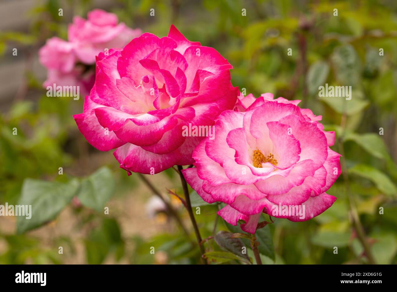 Pink climbing rose hi-res stock photography and images - Alamy