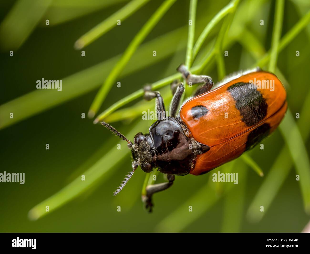 Macro shot of ant bag beetle sitting on a grass spike Stock Photo - Alamy