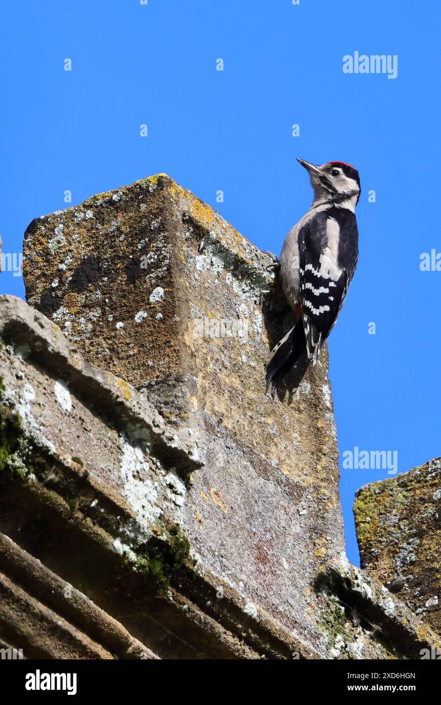 A Great Spotted Woodpecker (Dendrocopos major) on Tewkesbury Abbey Gloucestershire UK Stock Photo