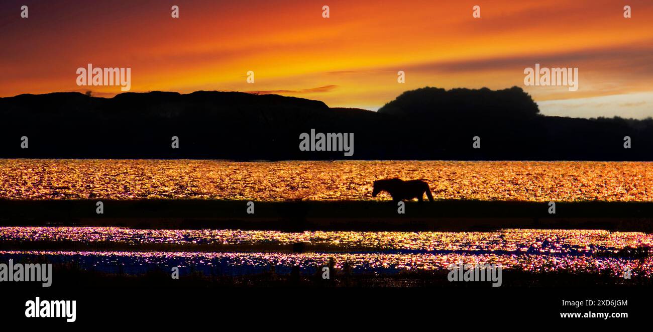 A single horse walks across a field towards the setting sun. The horse is silhouetted against the brilliant orange and yellow sky, creating a striking Stock Photo