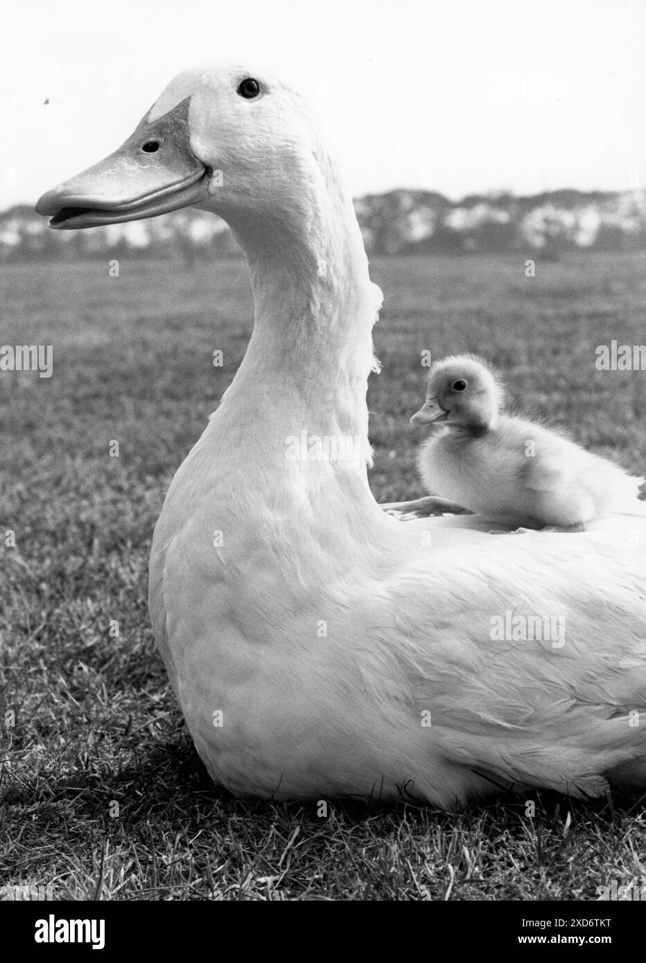 July 10, 1974: London England, United Kingdom: Young Donald Duck went for a ride the other day on his others back, but it soon came to an end when he decided to go off by himself. And so, young Donald came down the earth with a bump. But have no fear, after and quick brush up young Donald was back on the scene again feeling as right as rain. Donald and his family are part of a batch of Jumbo Ducks that are the result of fifteen years research work at the Cherry Valley duck farm near Caiston, in Lince. It is the largest duck farm in Britain: (Credit Image: © Keystone Press Agency/ZUMA Press Wir Stock Photo