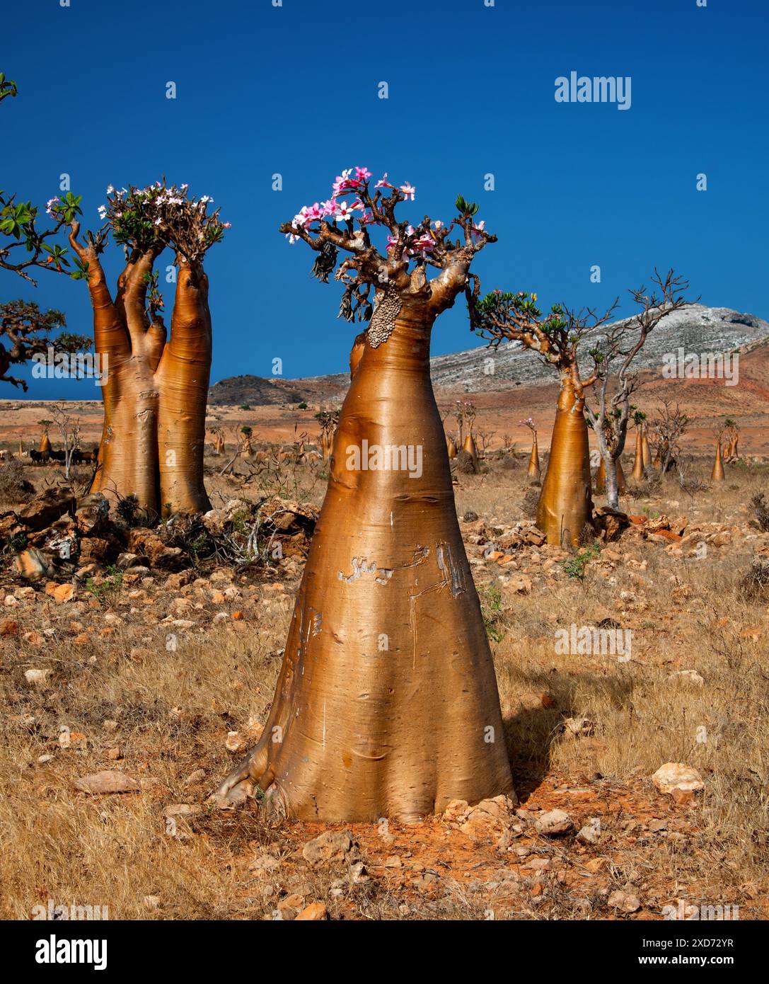 Bottle tree (Adenium obesum socotranum) Socotra, Yemen Stock Photo - Alamy