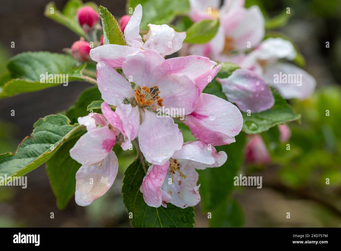 WA24826-00....WASHINGTON - Fuji apple tree blossom  (Malus pumila) in an Edmonds domestic garden. Stock Photo