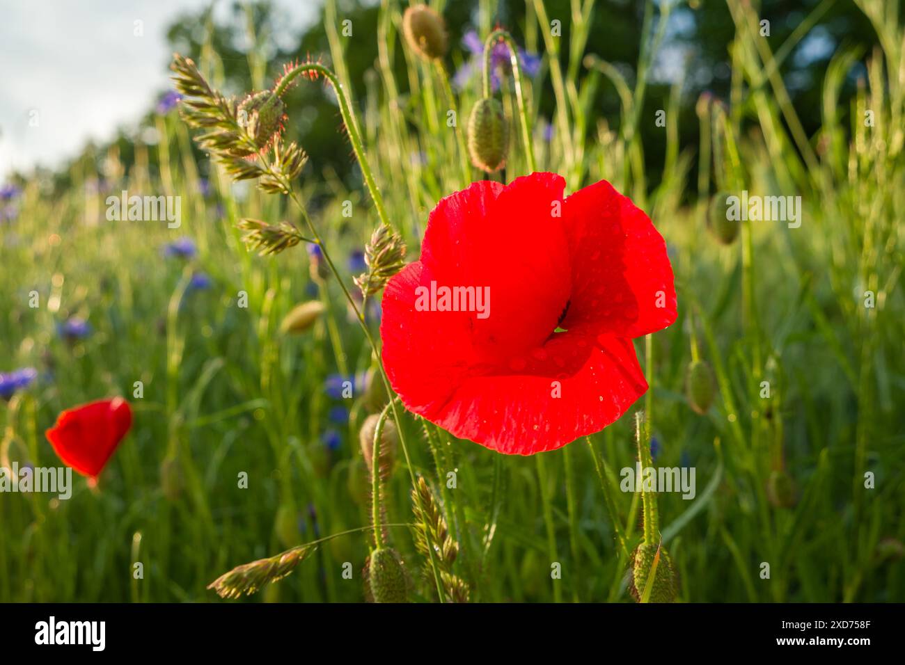 Red poppy single flower with seed capsules at the border of a field with blurred blue cornflowers in the background Stock Photo