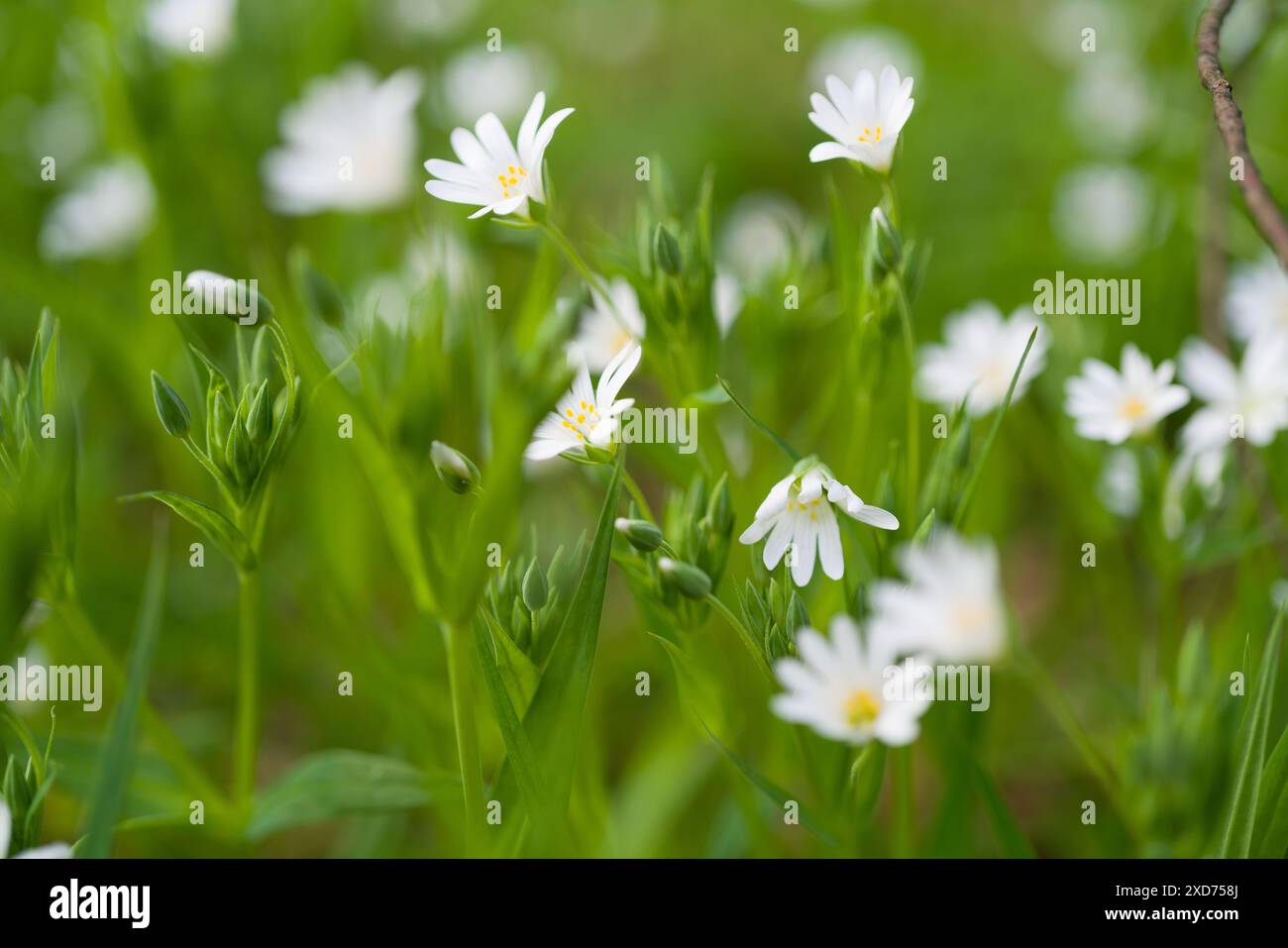 White Stellaria Rabelera blossoms in the forest with smooth green leaves and a beautiful blurred smooth fresh green background Stock Photo