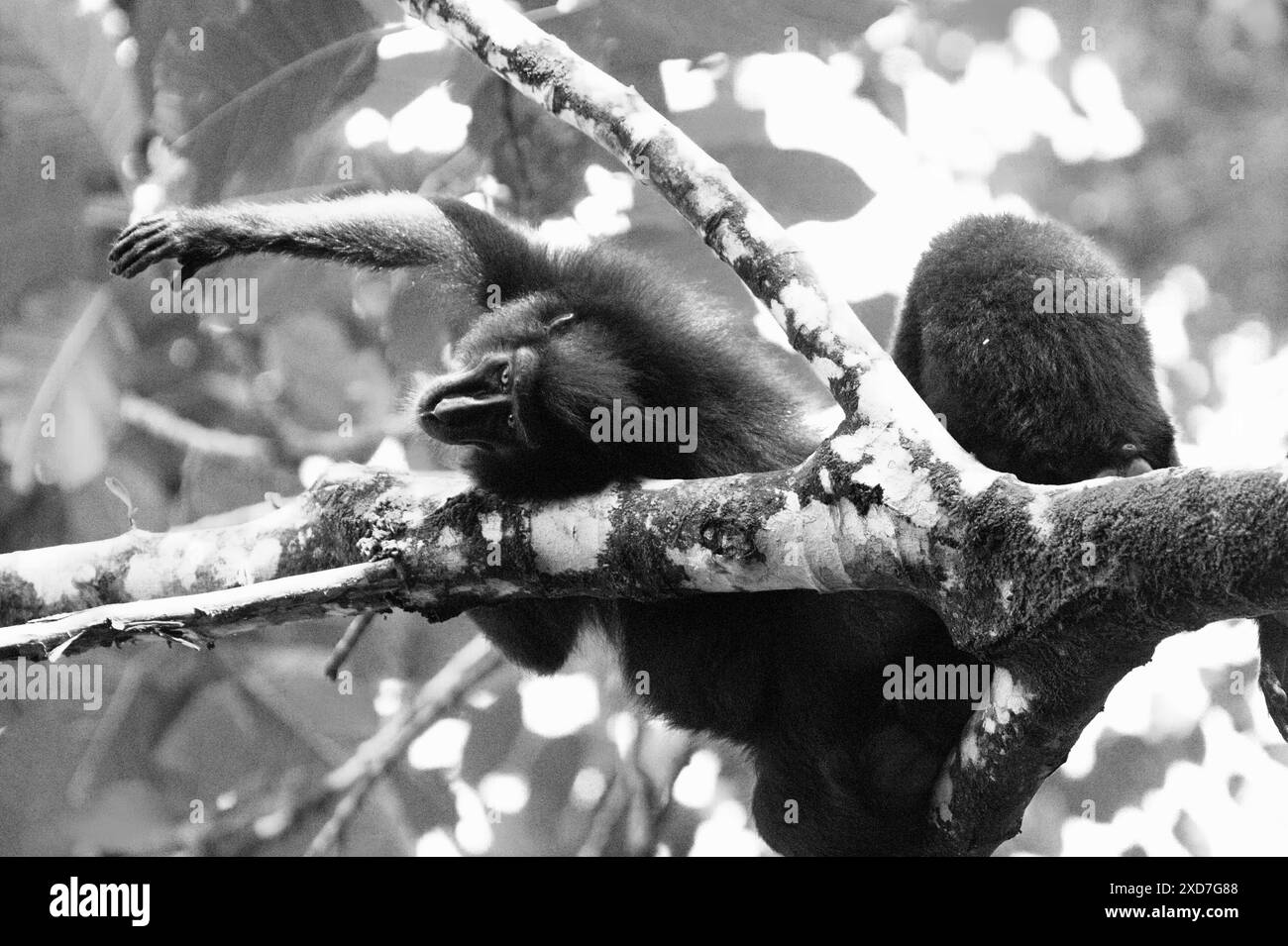 A crested macaque (Macaca nigra) reaches out while lying on tree branches in Tangkoko forest, North Sulawesi, Indonesia. Stock Photo