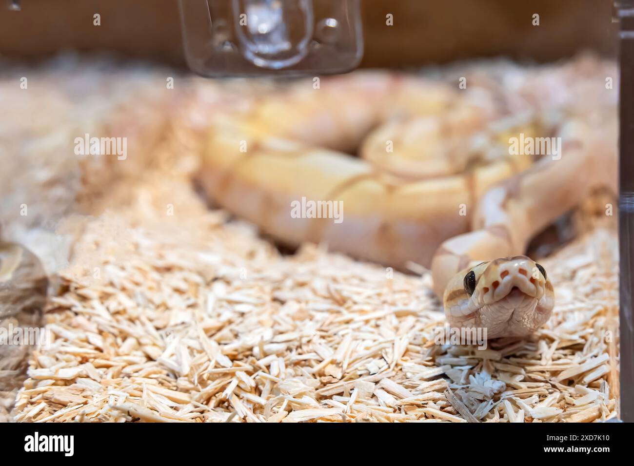 Ball python in the acrylic cabinet waiting to be sold. It's a popular ...