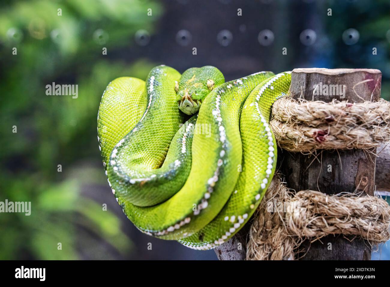 Green tree python, native to New Guinea, Indonesia and Australia. It's ...