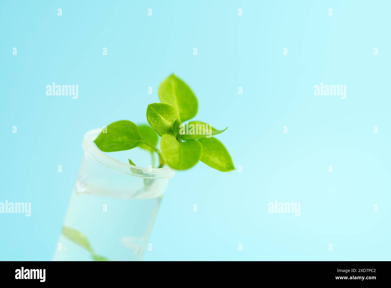 Genetically modified plant tested . Ecology laboratory exploring new methods of plant breeding on a blue background. studying plants in the laboratory Stock Photo