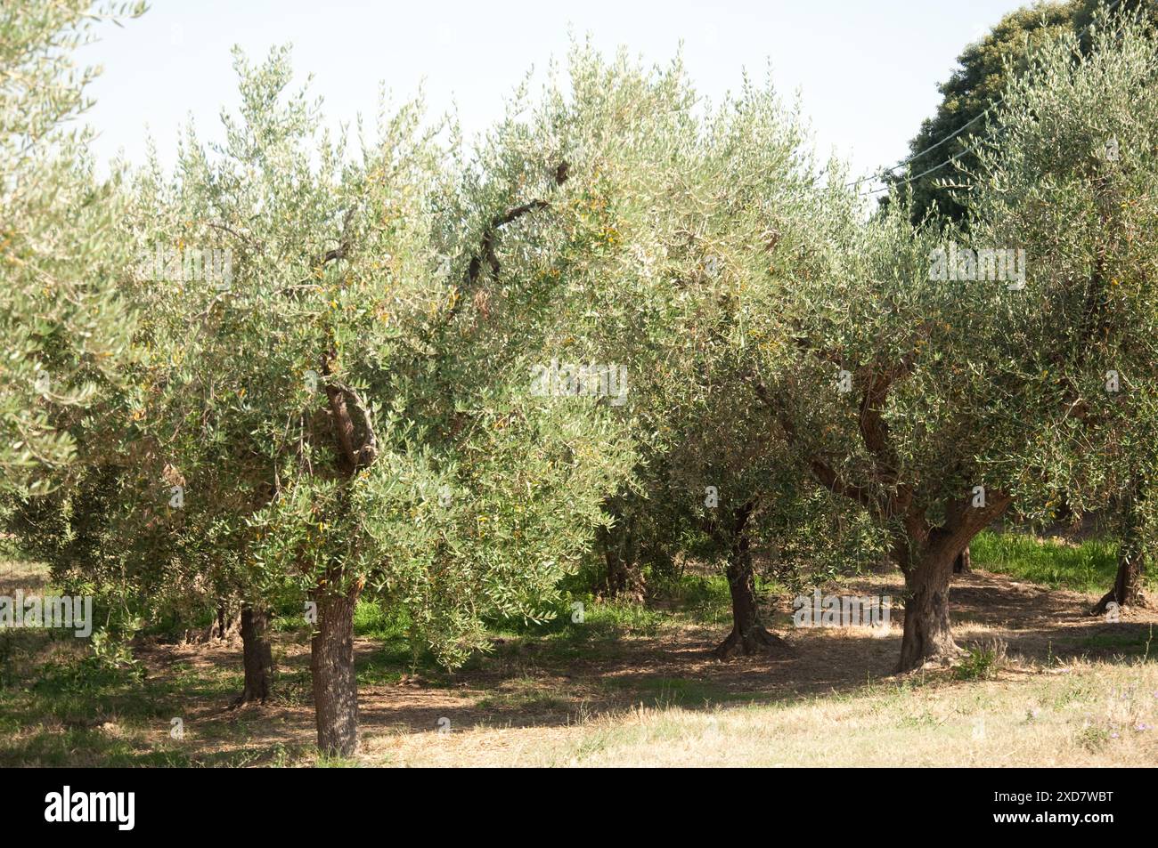 Abruzzo italy olive tree hi-res stock photography and images - Alamy