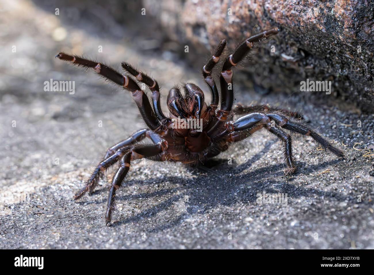 Sydney Funnel Web Spider in defensive pose Stock Photo Alamy