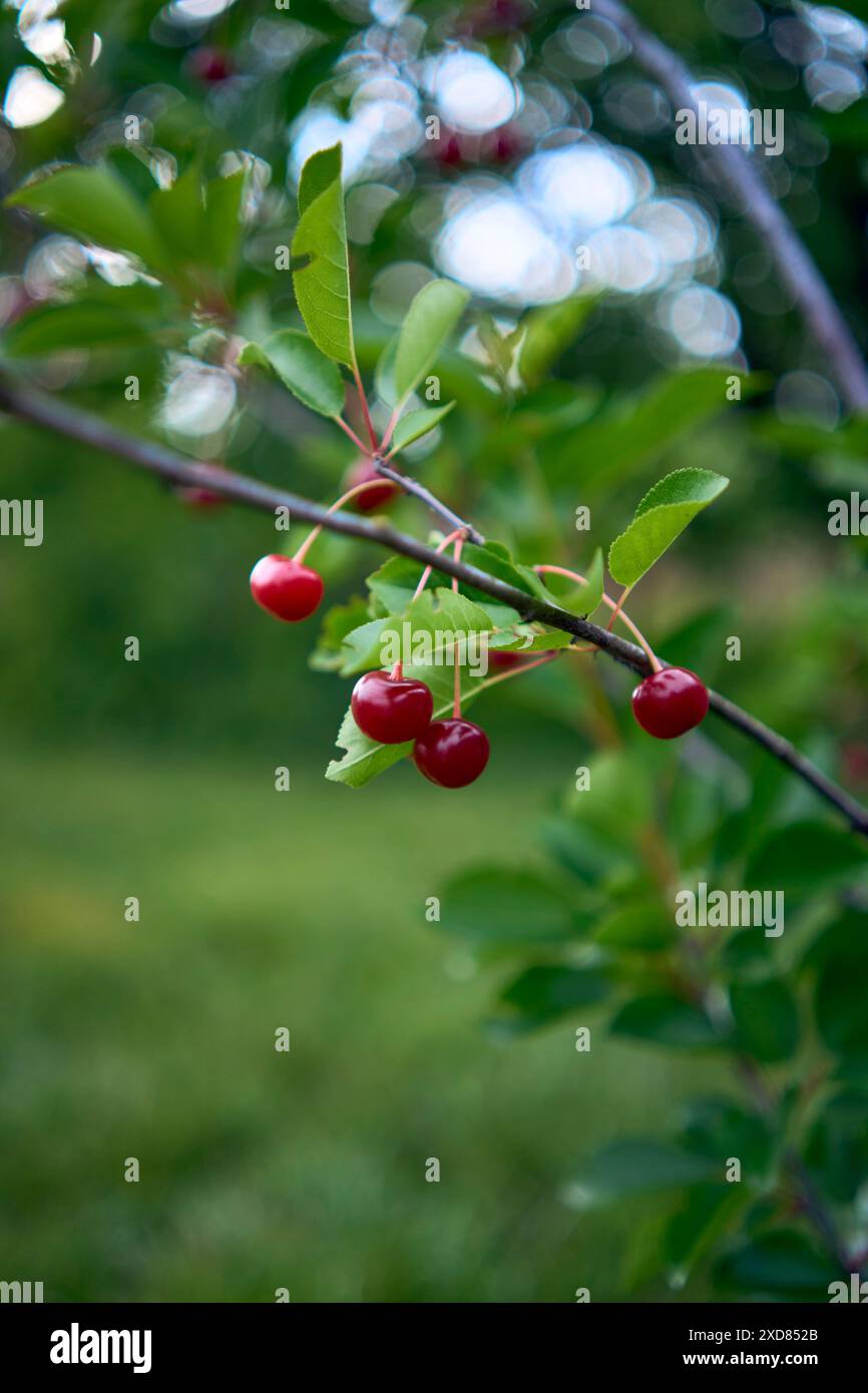 Cherry tree small young garden bloom hi-res stock photography and ...