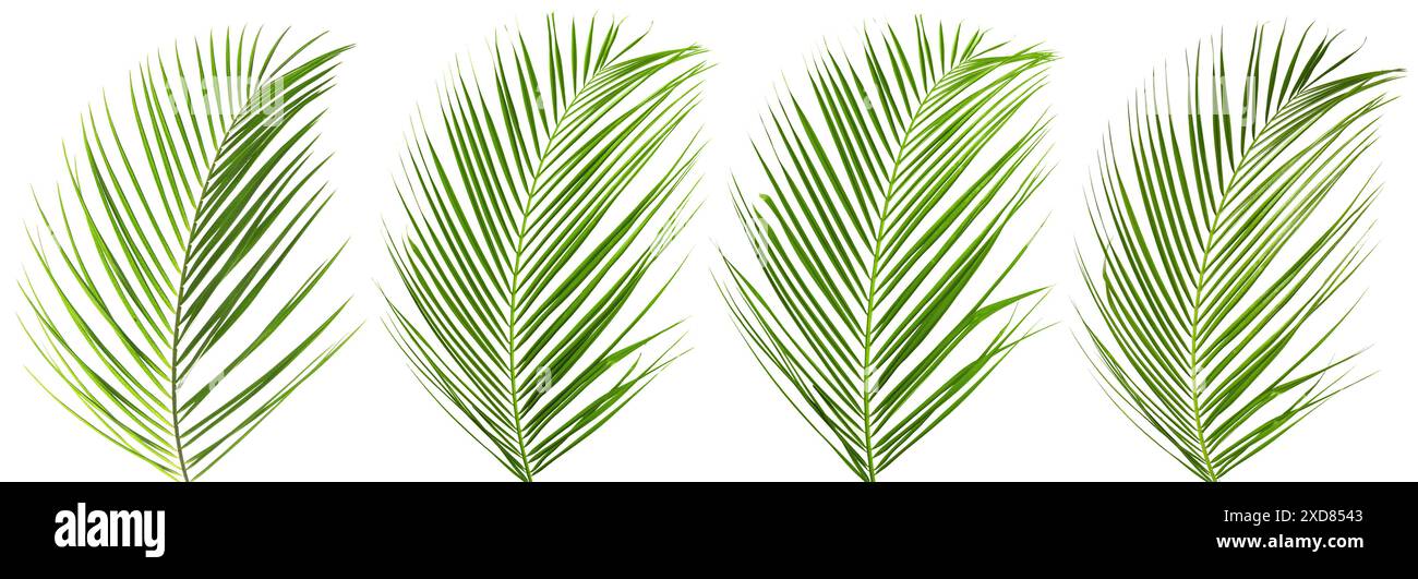 Green coconut palm leaves isolated on white, set Stock Photo
