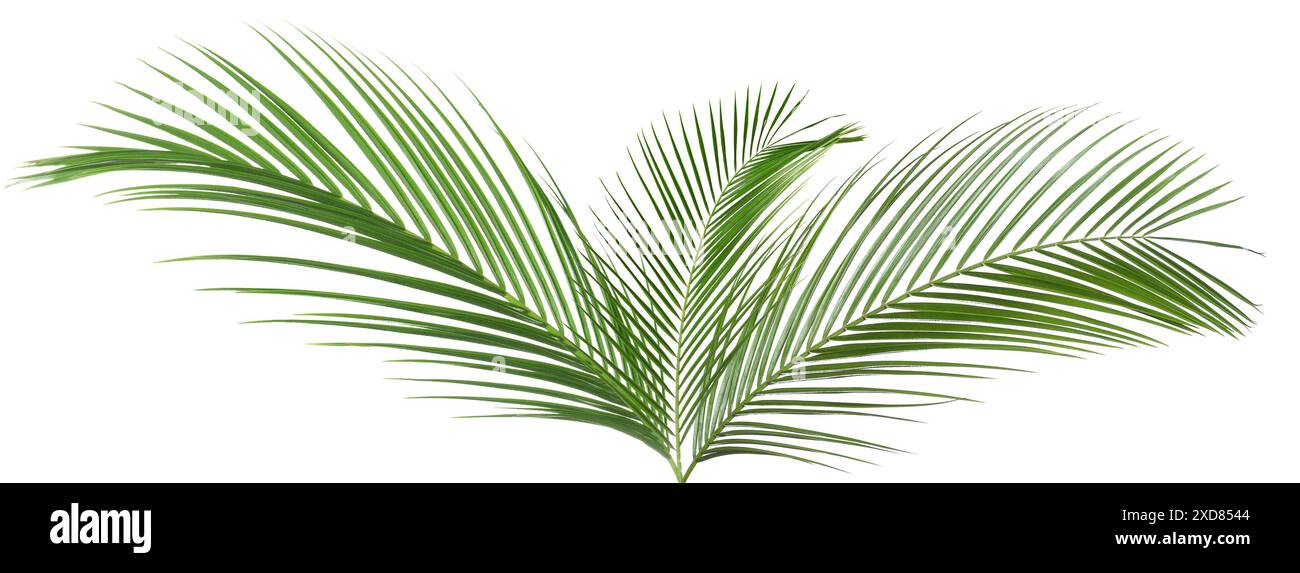 Green coconut palm leaves isolated on white Stock Photo