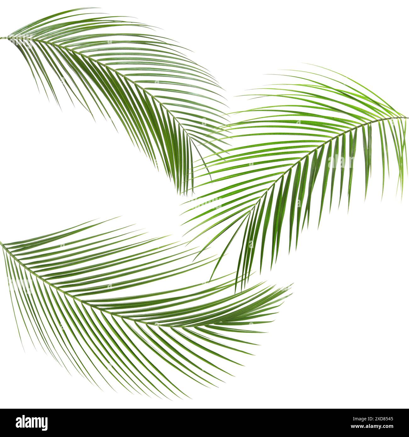 Green coconut palm leaves isolated on white, set Stock Photo