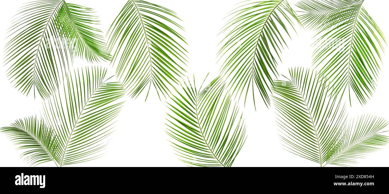 Green coconut palm leaves isolated on white, set Stock Photo