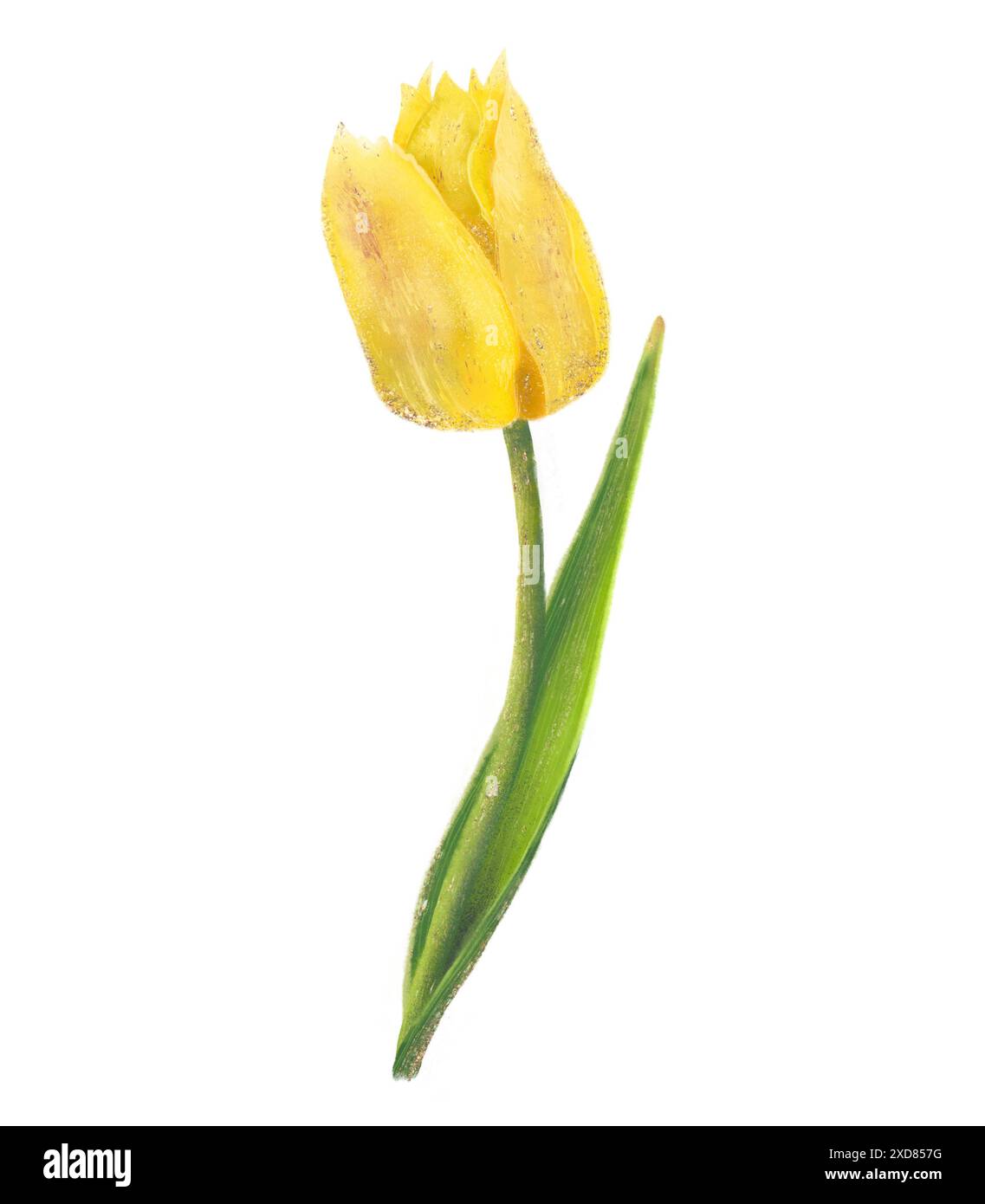 A single yellow tulip with green stem and leaves looks vibrant and ...