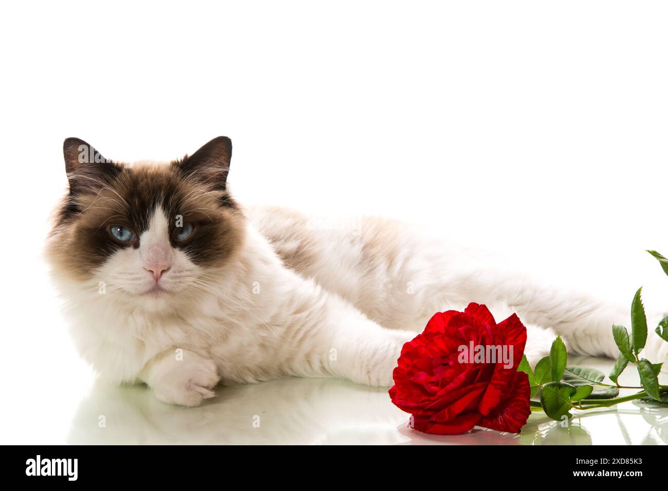 Beautiful young healthy Ragdoll cat isolated on a white background ...