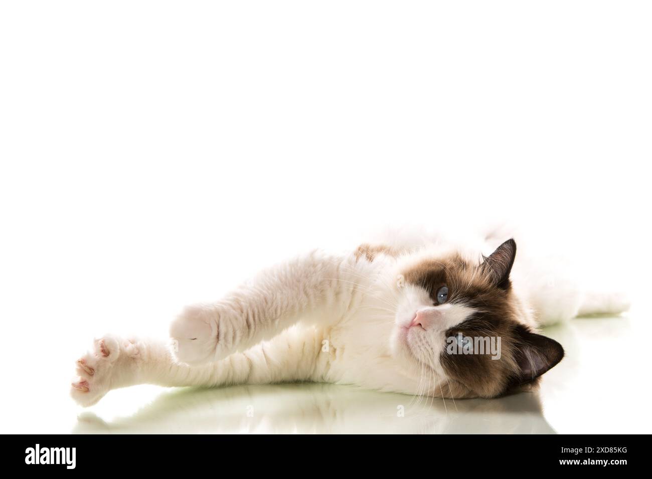 Beautiful young healthy Ragdoll cat isolated on a white background ...