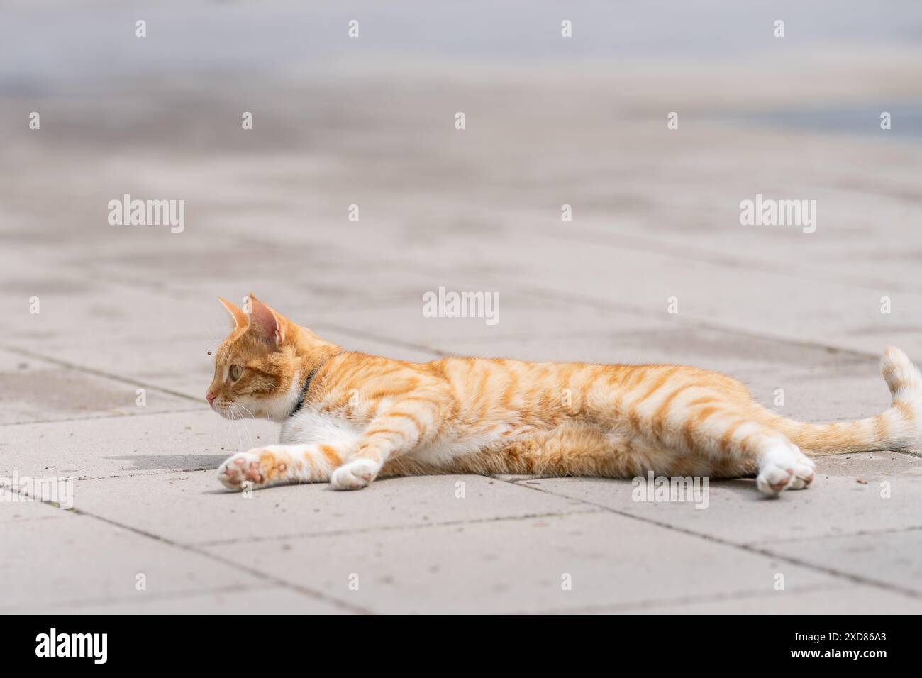 Red cat lying on pavement. Orange tabby, also commonly called red or ginger tabby cat lying down on sidewalk street. Stock Photo