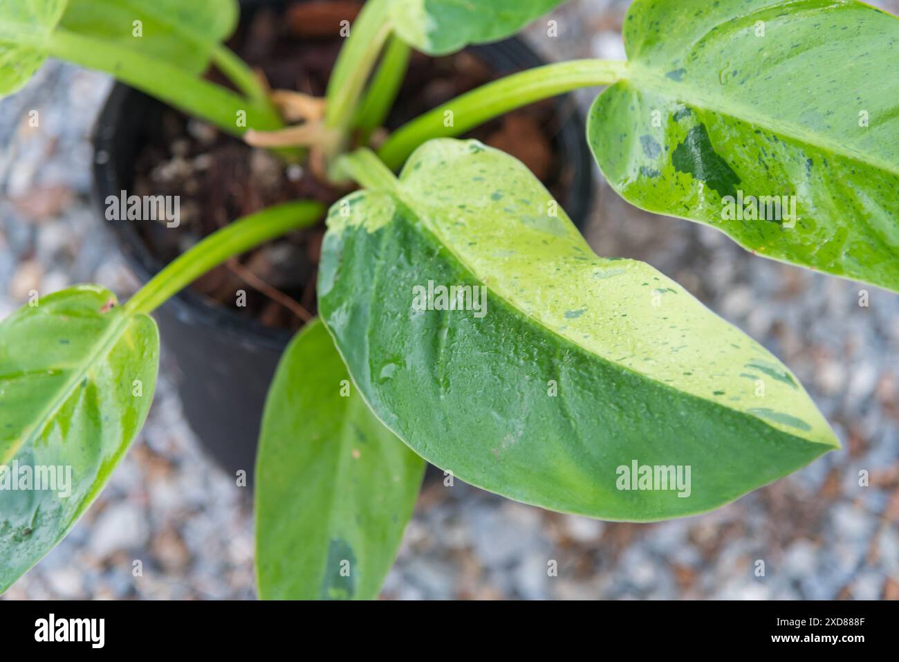 Philodendron ruaysap marble variegated hi-res stock photography and images  - Alamy