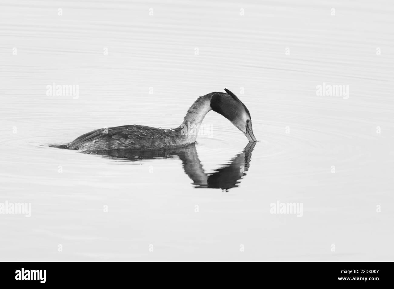 Great crested grebe just diving under the water looking for fish to feed on at Lackford Lakes. Black and White Stock Photo