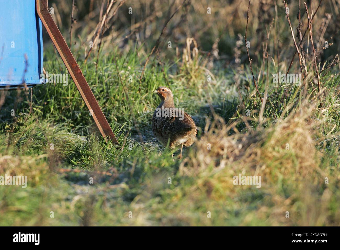 Grey partridge Perdix perdix female near seed hopper Stock Photo