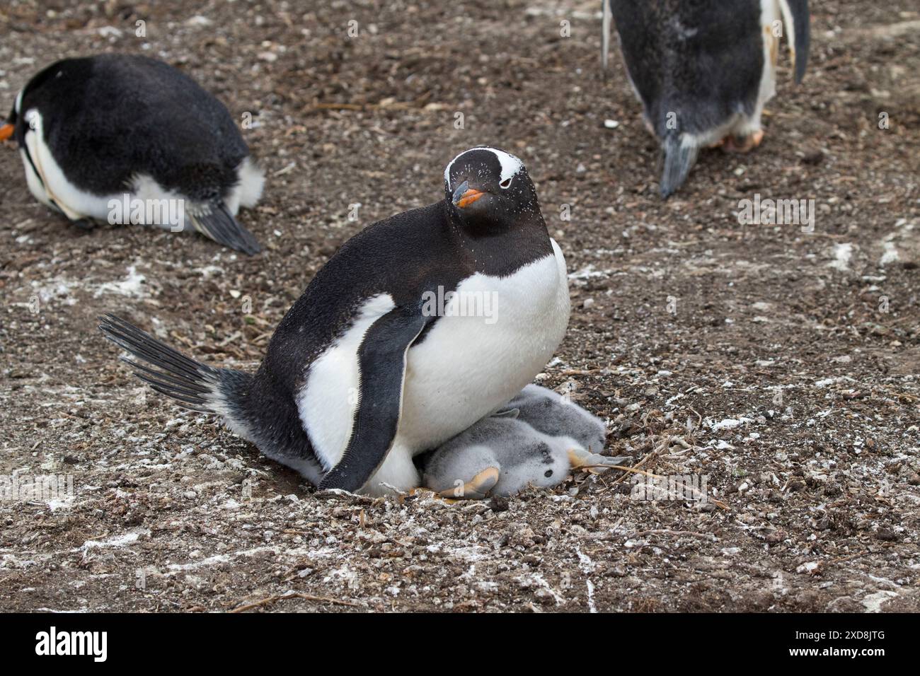 Gentoo penguin Pygoscelis papua adult at nest with chicks Sealion